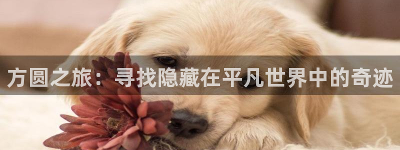 绝世武魂小说趣笔阁：方圆之旅：寻找隐藏在平凡世界中的奇迹